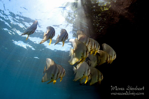 Batfish playing in the sunbeams around Mike's point close... by Mona Dienhart 